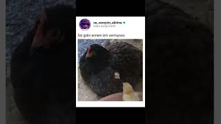 Siz Gidin Annem Izin Vermiyor