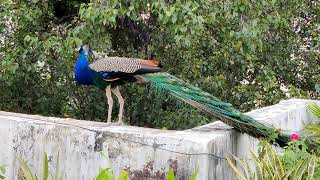 Peacock Tour | Nature | Love | Birds | Qismat | Heaven on Earth