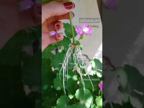 Video: Brocade Leaf Geranium taimed – näpunäiteid brokaatgeraaniumi kasvatamiseks
