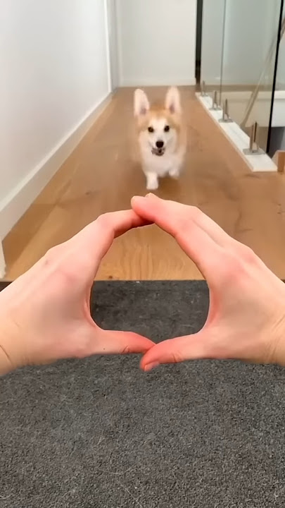 cute corgi action 😍😍😍