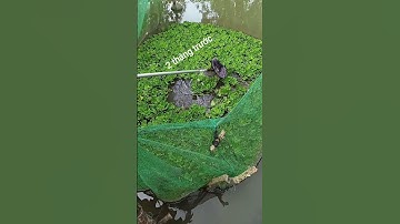 Nhớ lúc bắt ốc giống là bươu đen mà thu hoạch được bươu đen lẫn bươu vàng. Bất ngờ chưa bà "zà"!! 🤣