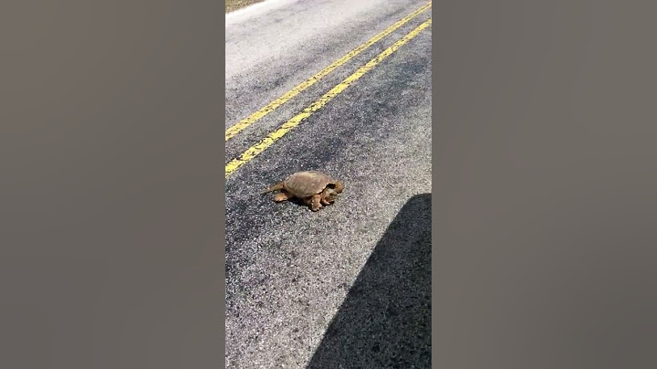 Smashing/Crushing Turtles!
