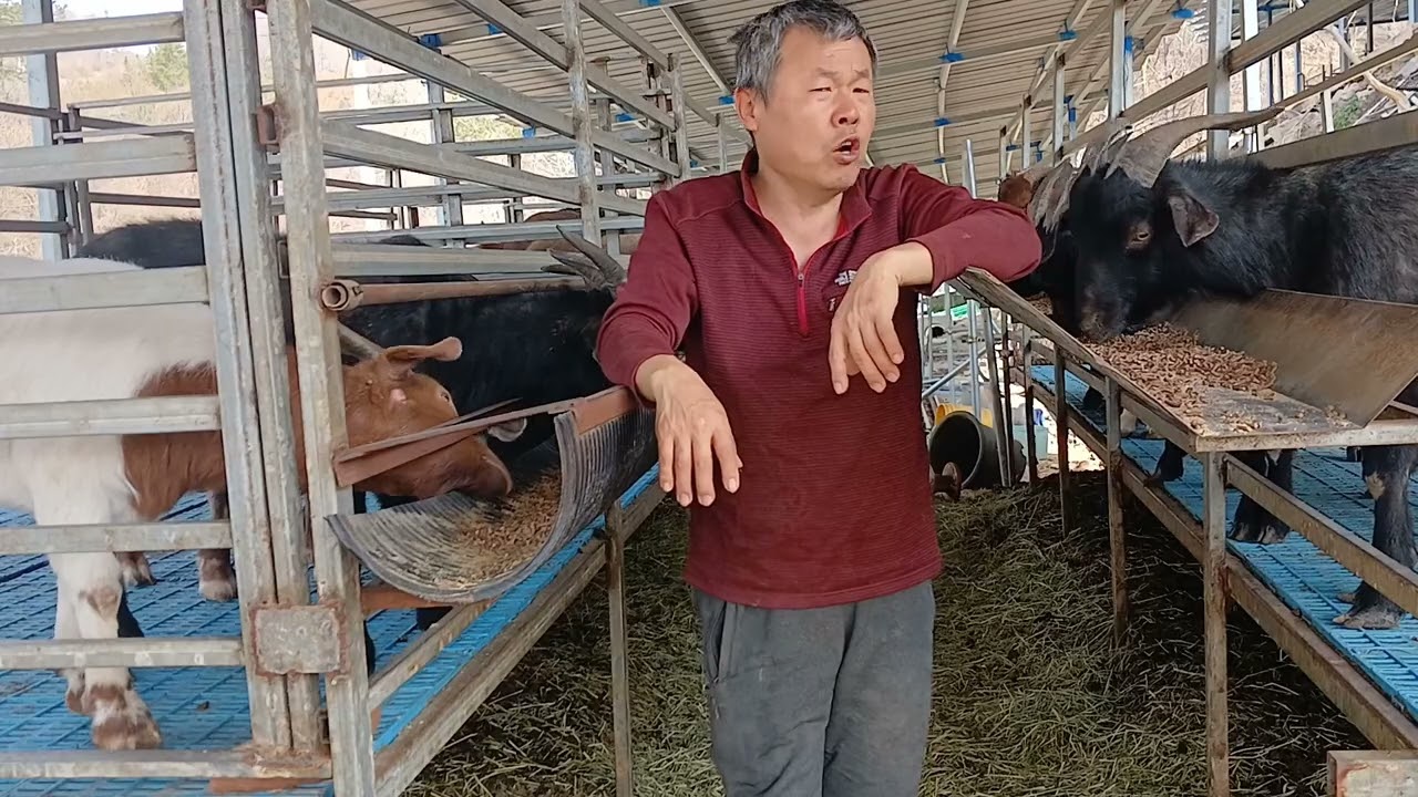 25년4월8일 숫염소 1마리 사육시 한달 수입 및 염소 관련 미주왈 고주왈 이야기