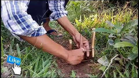 An amazing trap to catch snakes - wow ! amazing snake trap catch three big snakes by smart children
