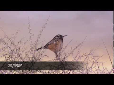 Ãine Minogue - Hunting The Wren