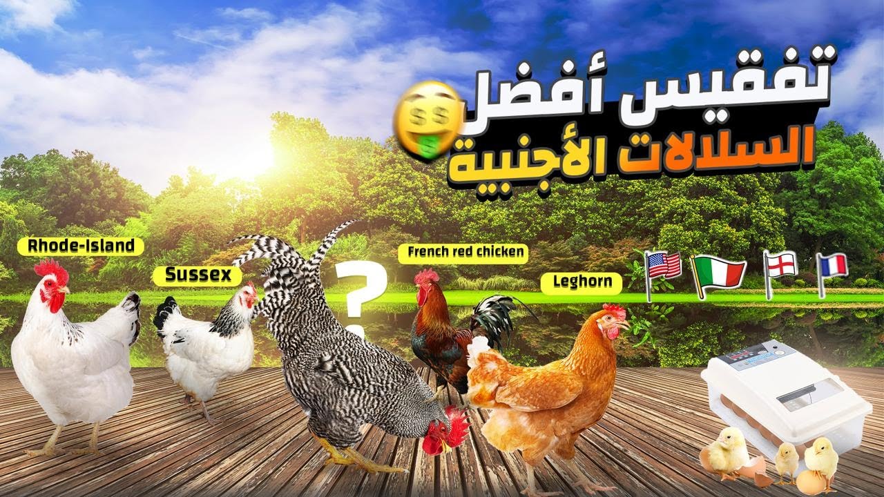 تفقيس 🐣 بيض أفضل 5 سلالات الدجاج🐓​ البياضة في العالم 🐥