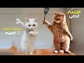 NGAKAK BANGET.!😂 9 Menit Video Kucing Lucu Terbaru Bikin Sakit Perut 2024 ~ Kucing Tiktok Lucu