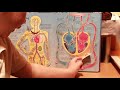 Dylandude awesome lesson human body part 1 pumping blood