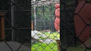 Kakatiya zoological park #warangal #hanamkonda #tiger #lepord #nature #floods #refresh #shorts #news