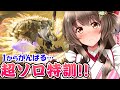 【モンハンライズ】サンブレイクに向けて！サボって鈍りまくったモンハンをイチから鍛えなおす!!!淵源ナルハ＆雷神ナルハ編【モンスターハンターライズ VTuberライブ配信中】