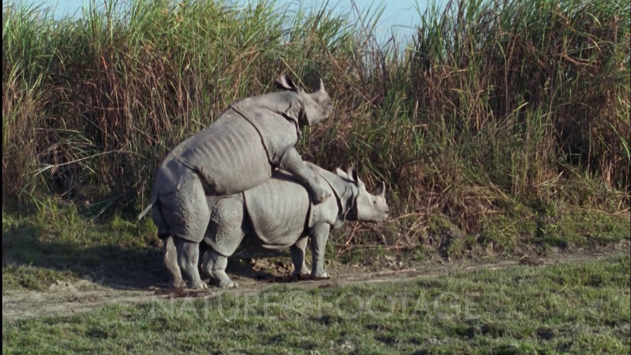 Male Indian Rhino Mounted Onto Female - YouTube.