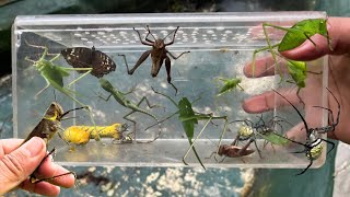 Hunt Amazing Animalcatepillar, Grhoper, Chameleon, Spider, Erfly, Moth, Ant