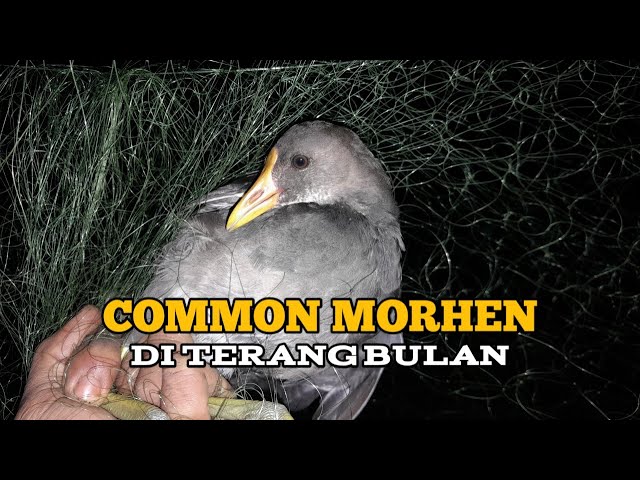 Menjaring Burung Mandar Batu Saat Terang Bulan, Apa Bisa? class=