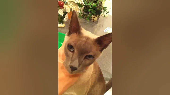 Watch the video about Binx - my attention-needing, Blue Mink Tonkinese cat