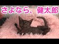 【ついにお別れ】下痢が止まらなかった健太郎と兄弟が元気になったので、よねっこはうす🐾さんへお引っ越ししました!