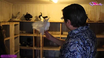 Как разводят голубей