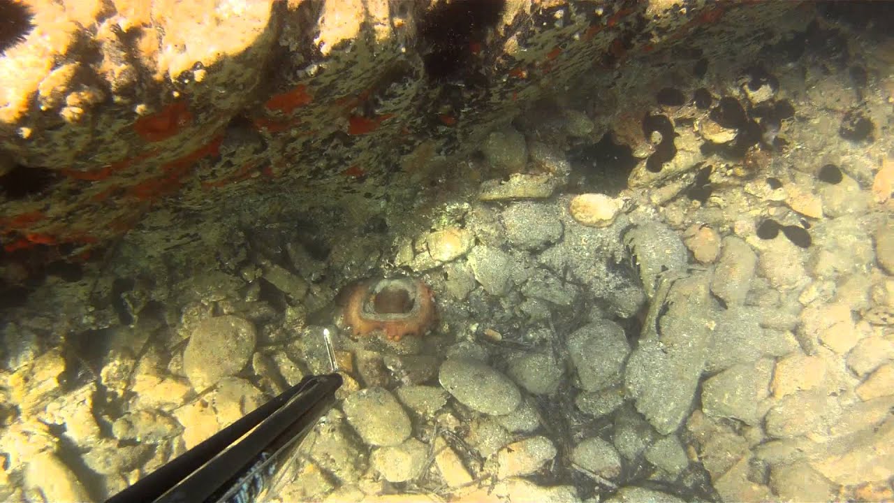 Octopus-Spearfishing. Χταποδια-ψαροντουφεκο