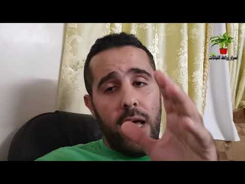 هل برادة الحديد تفيد النباتات وهل يوجد بدائل لبرادة الحديد للنباتات