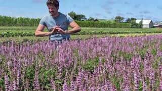 Climate-proof flowers: Salvia Feathers Flamingo screenshot 1