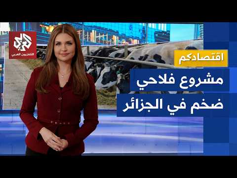 بلدنا القطرية في الجزائر تطلق الحزمة الثانية لمشروعها وتستورد أكثر من 30 ألف بقرة | اقتصادكم