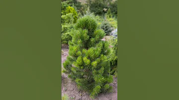 Топ-5 карликовых сосен для сада🏡🌿 Загляни в описание!