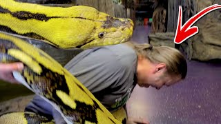 ALMOST SERIOUSLY INJURED WHILE HANDLING MY 20 FOOT SNAKE!! | BRIAN BARCZYK