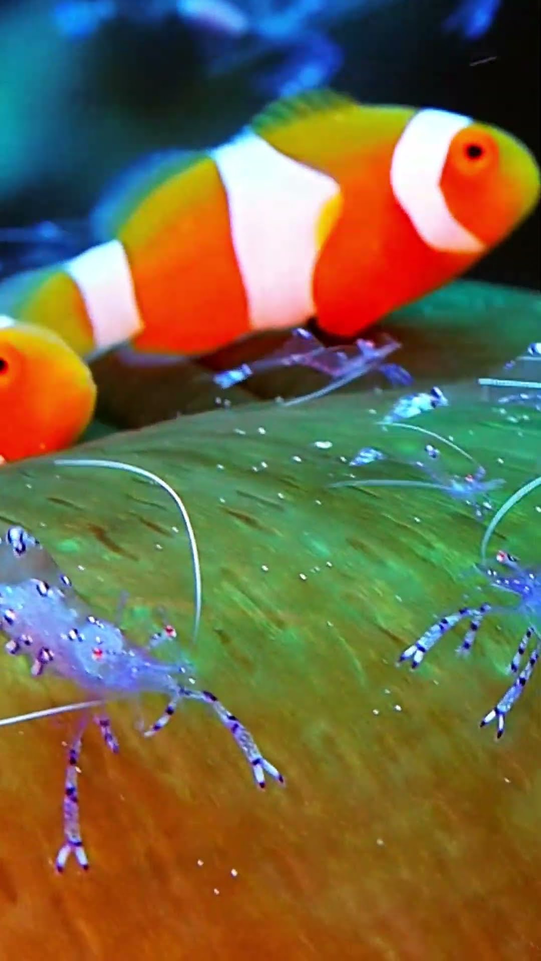 Clownfish and Shrimp Hang Out || ViralHog