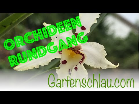 Orchideen im Sommer draußen: Sonne, Regen und Kältestress vermeiden