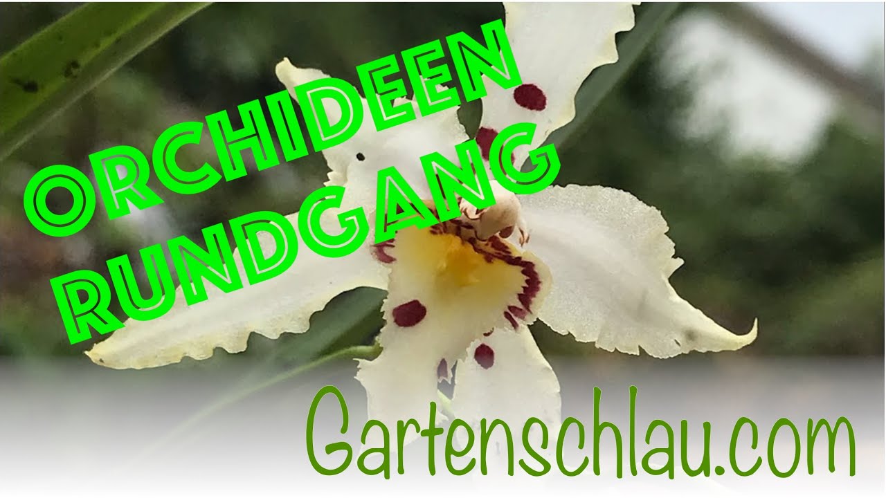 Orchideen im Sommer draußen: Sonne, Regen und Kältestress vermeiden