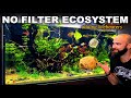 ADDING FISH TO THE ECOSYSTEM: ULTRA BUDGET AQUARIUM