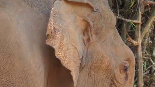 ELE Short: Ears