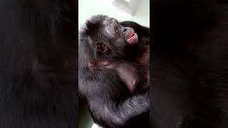 Шимпанзе откусила лицо... – антрополог Станислав Дробышевский #наукаpro #дробышевский #шимпанзе