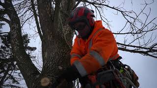 Removing a dead Ash Tree Ft. Technical Drop Cuts