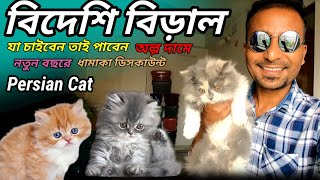 Cat Price in Kolkata | Cat Shop Near me | Persian Cat | Cat Kennel Near Me | Bideshi Cat | Cat Video