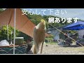 インコとキャンプ小倉橋下河川敷