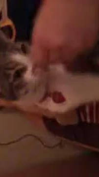 Cute Bella boo kitty.