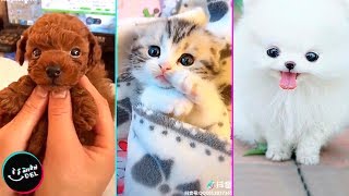 Videos Chistosos y Adorables de Animales