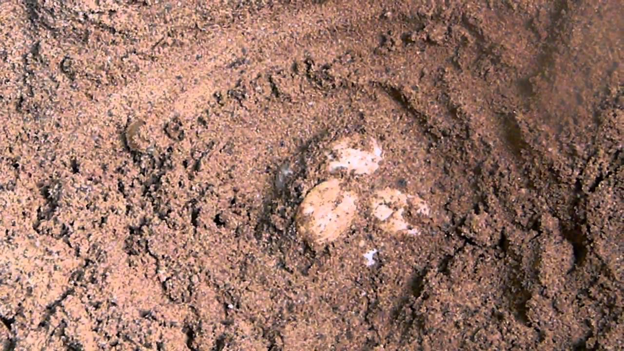 SNOW red ear slider nest and eggs YouTube