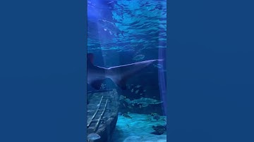 Thumbnail of Sharks Swimming Jaws Theme