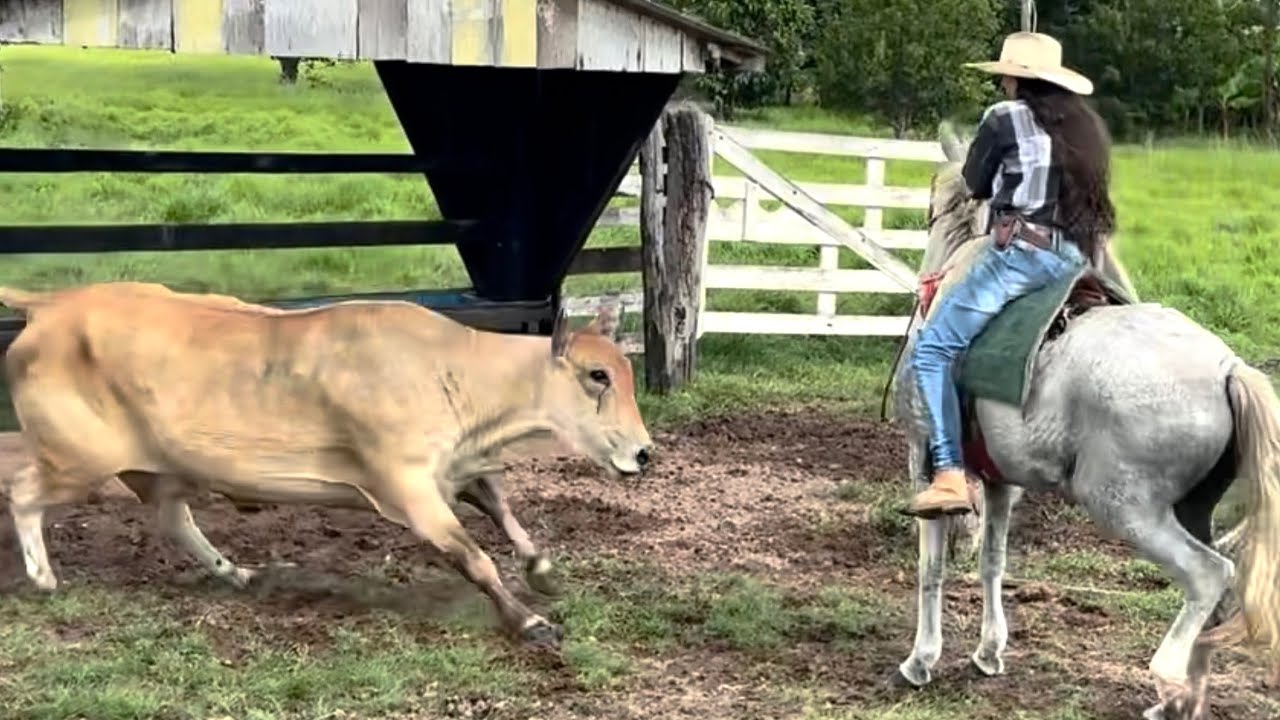 A VACA VEIO COM TUDO PARA CIMA DE MIM PARA ME PEGAR FOI SUSTO 
