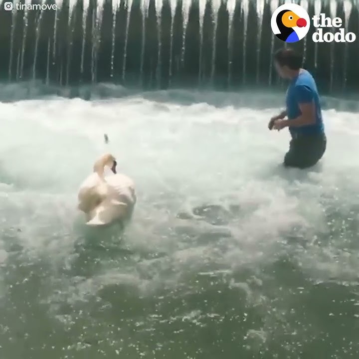 Man Rescues Baby Swan and Reunites Him With Mom | The Dodo