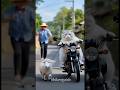 "Cat Becomes Chef &amp; Grills the Lamb 😂 Funniest Farm Adventures!" #shorts #funny #cat