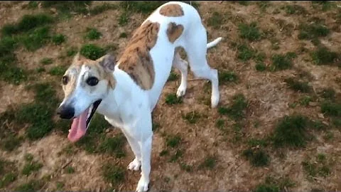 WHIPPET FUN AT THE DOG PARK! ||Whippet George||