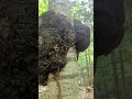 これはカバノアナタケでしょうか?詳しい方お願い致します!