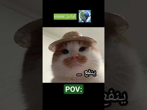 ينفع في شتا أو صيف هو ايه جيش كوكتيل بشكل قطط     الكسل 