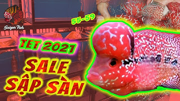 SALE sập sàn Cá La Hán đẹp miễn bàn cho ae chơi Tết