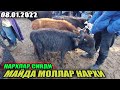 08.01.2022 ЙАНГИ НАРХЛАР МАЙДА МОЛЛАР НАРХИ ЖУМА МОЛ БОЗОРИДА АРЗОН БУЛДИ