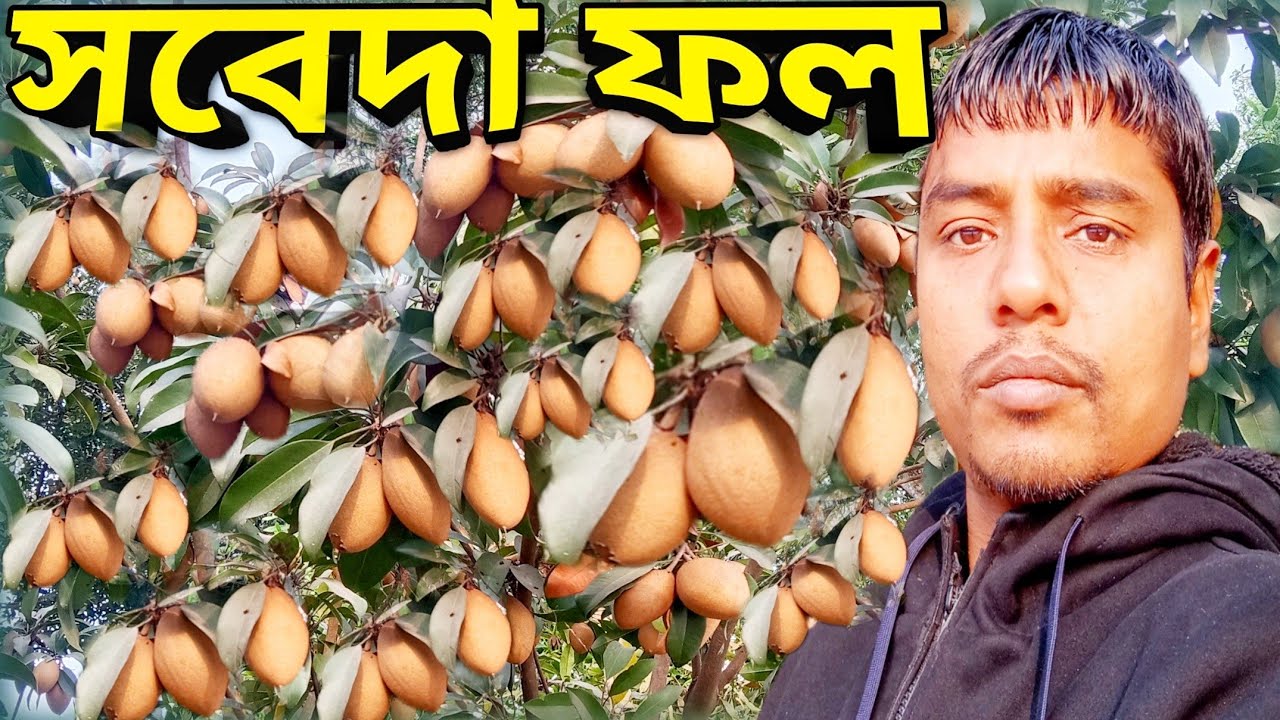 সবেদা ফল ঝুপে ধরেছে গাছে | Bael Fruit Ready to Harvest Bolgger Babul Mia 