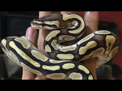 Snake shedding in 5 days || Butter Ball Python
