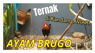 Ternak Ayam Brugo di Kandang Aviary || Ayam Hutan Merah (f1) || Suara kokok Ayam Hutan Merah